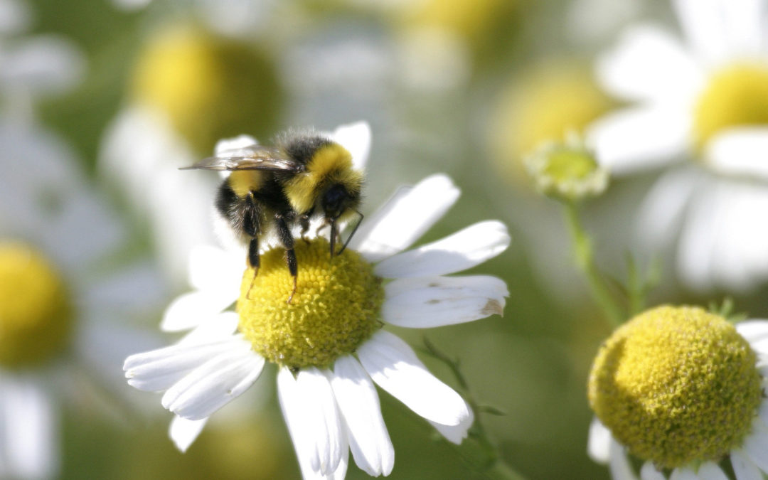 Take action for insects