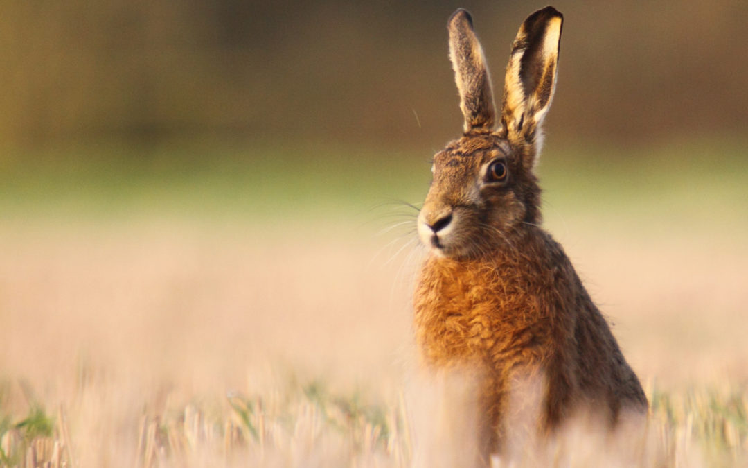 The ‘March’ hare