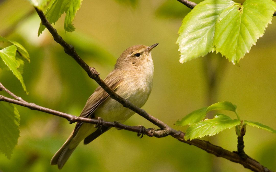 Nature’s time of reawakening