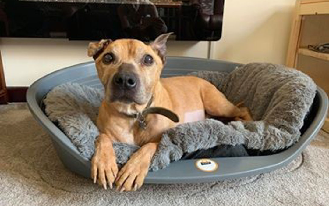 Doris Banham Dog Rescue Centre