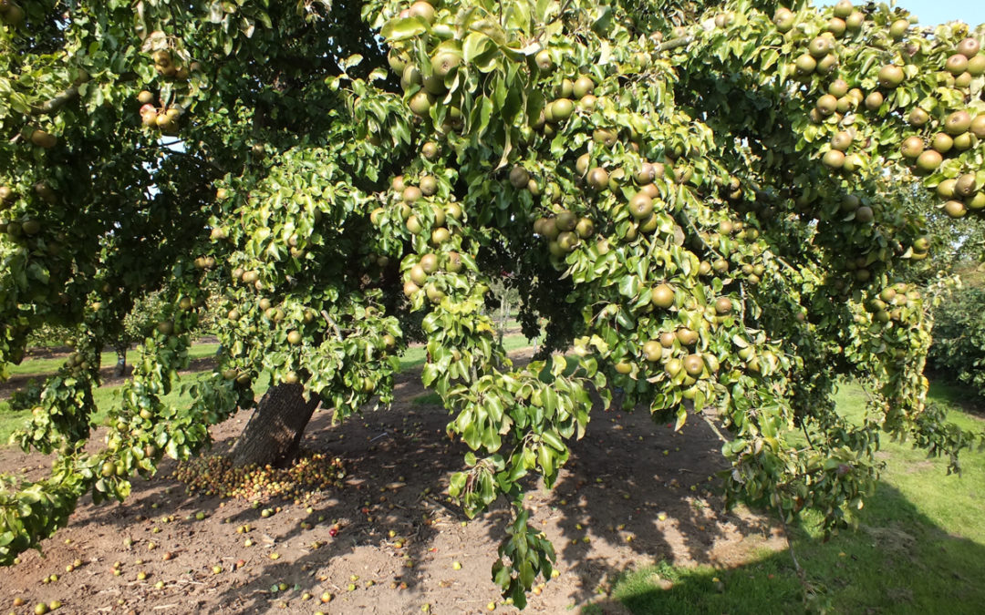East Markham Apple Day