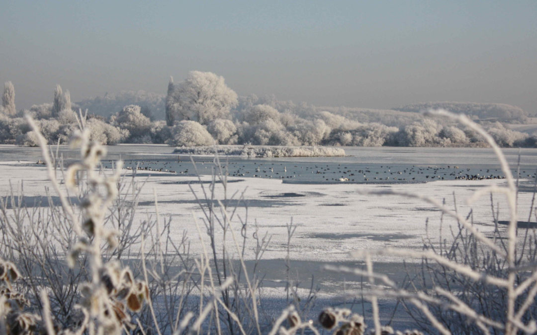Go wild this winter