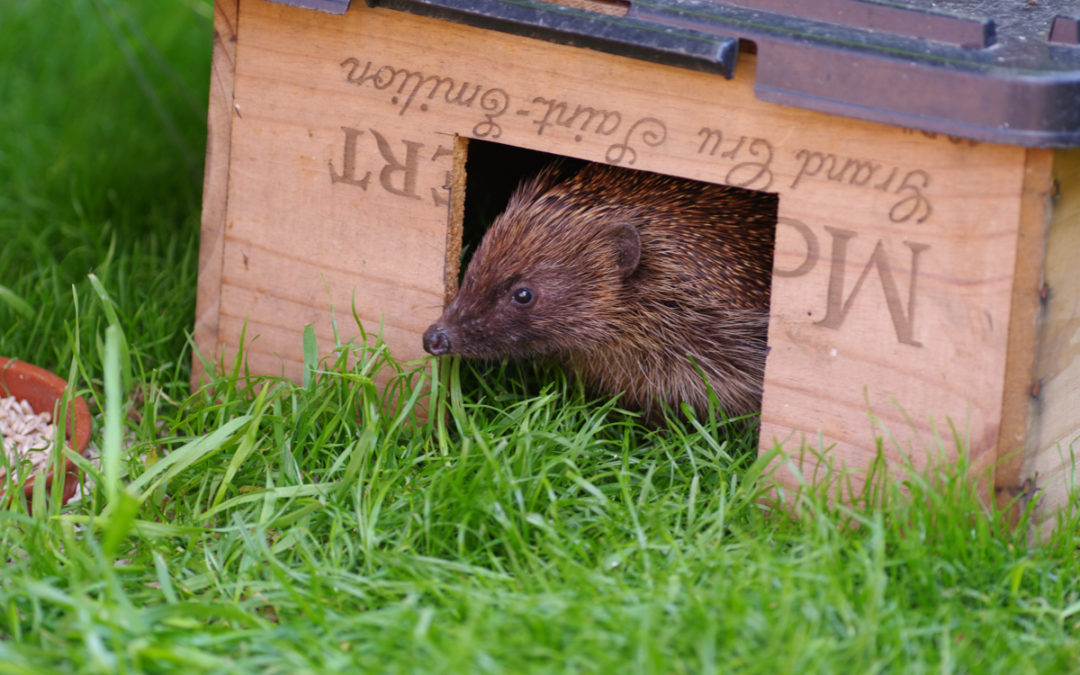 Time to look out for hedgehogs