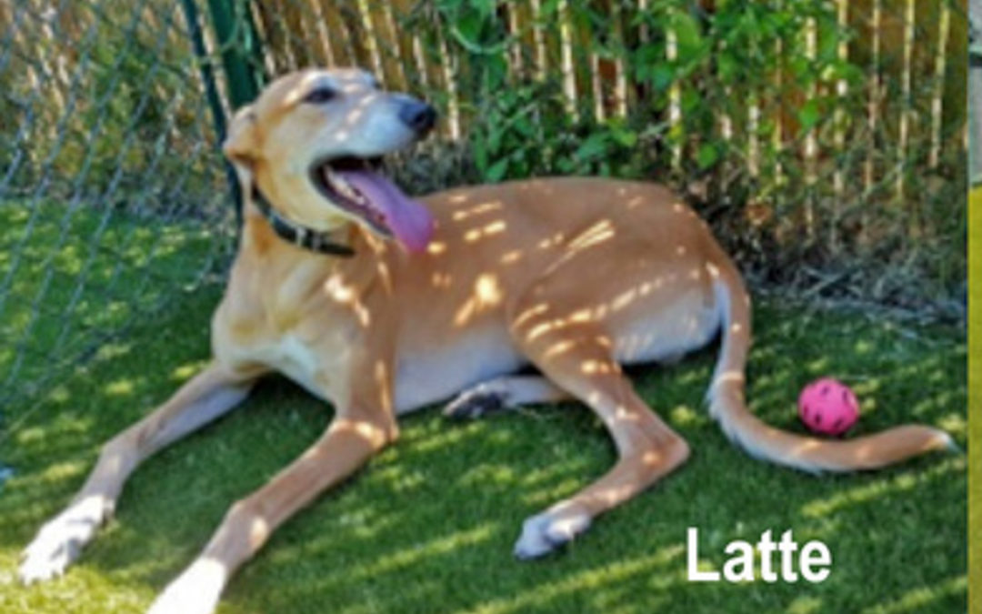 Lovely Lurchers and gorgeous Greyhounds