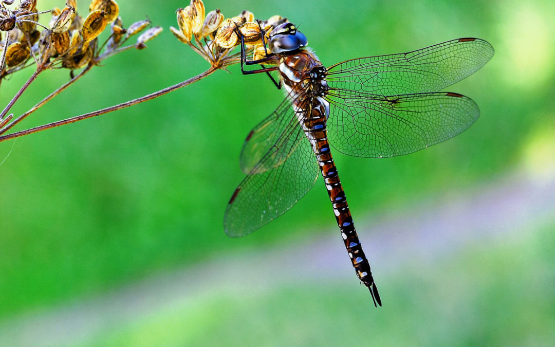 Amazing dragonflies brighten the long days of summer