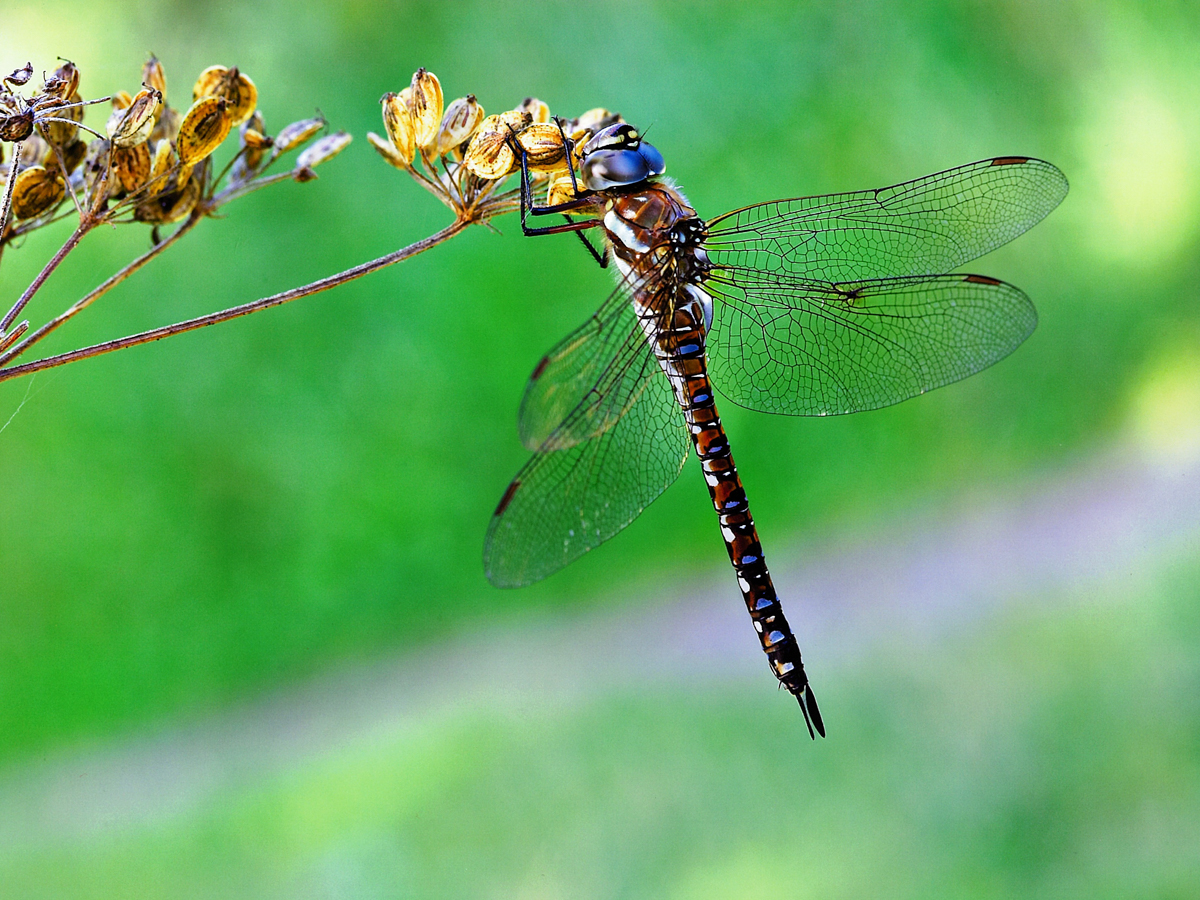 Migrant Hawker NottsWT cpt John Smith – August 2019