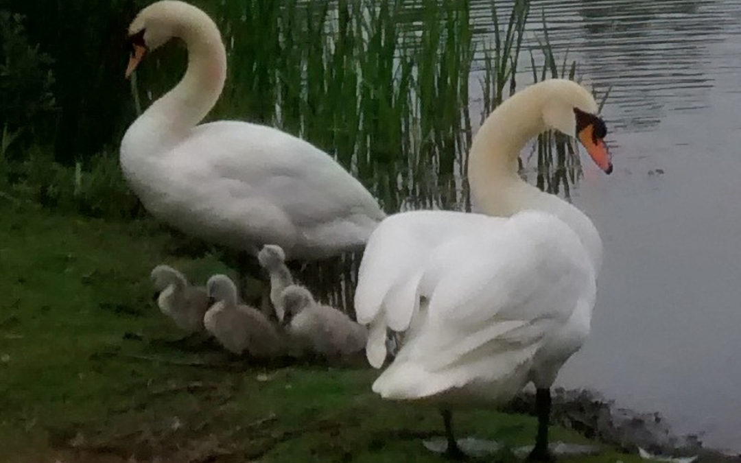 Daneshill Lakes Local Nature Reserve