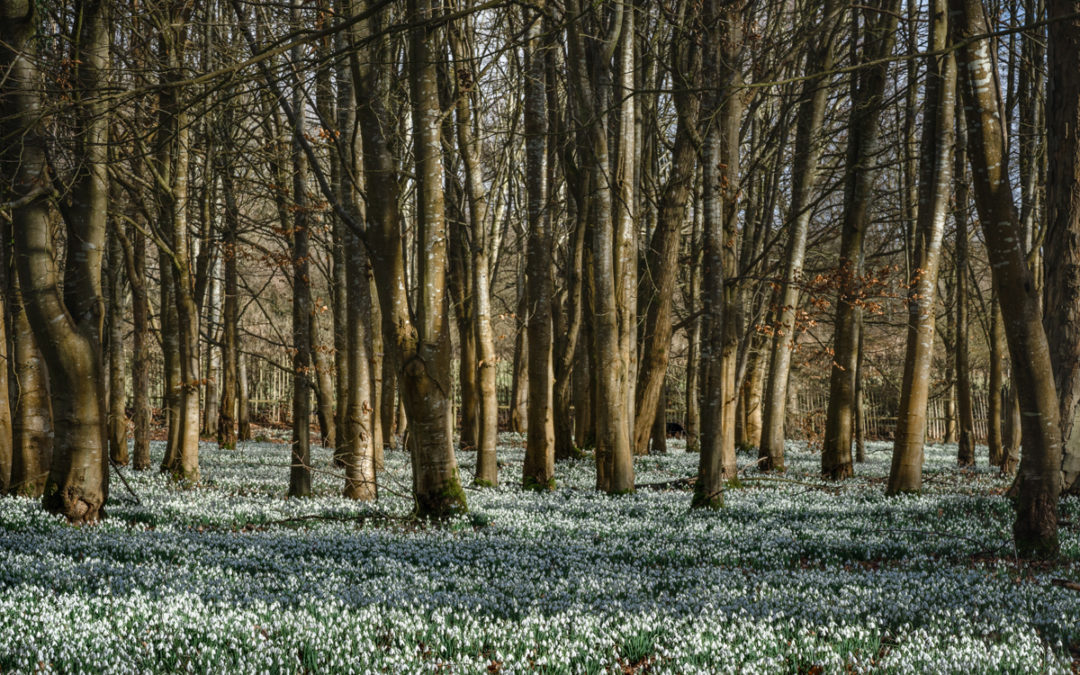 Snowdrop Festival welcomes the first signs of spring