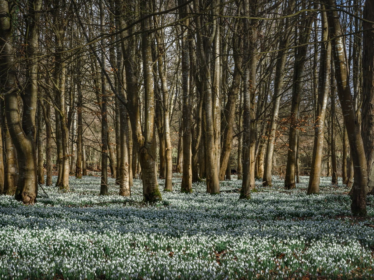 NGS Snowdrops Julie Sketon – February 2020