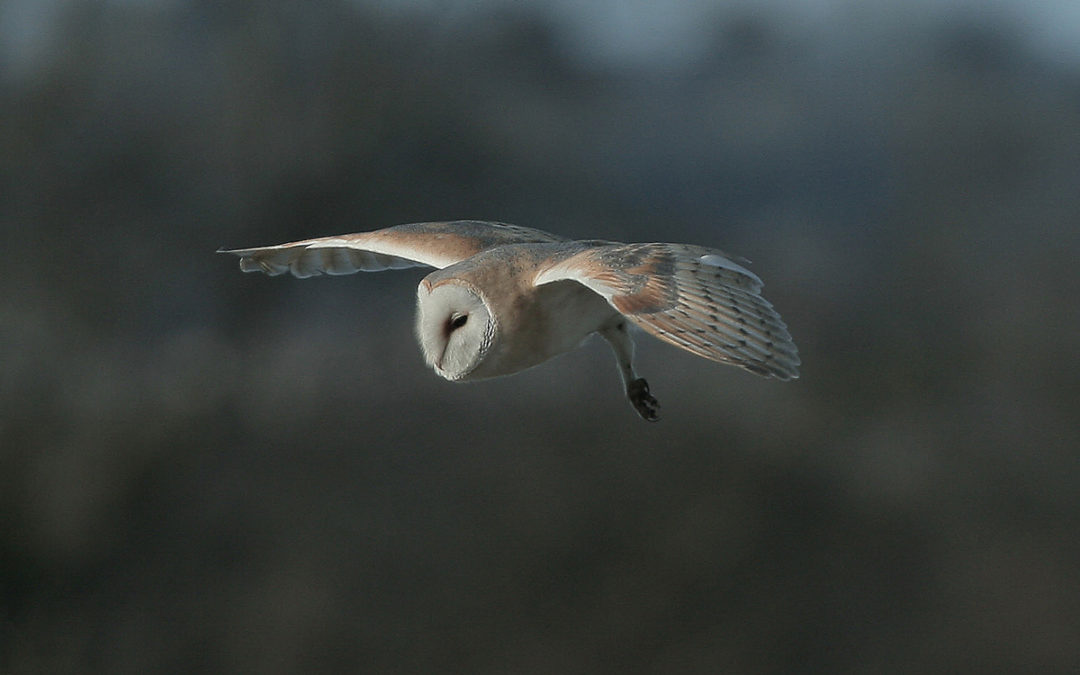 Cameras give us a privileged window on wildlife