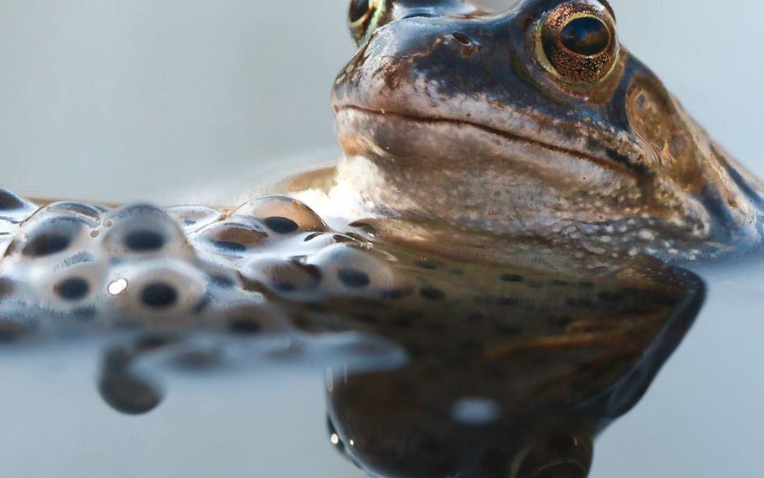 Wildlife in February