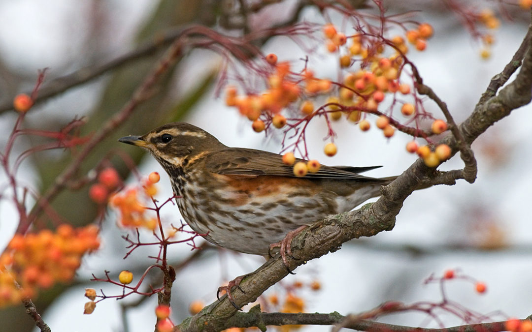 The season of nature’s bounty