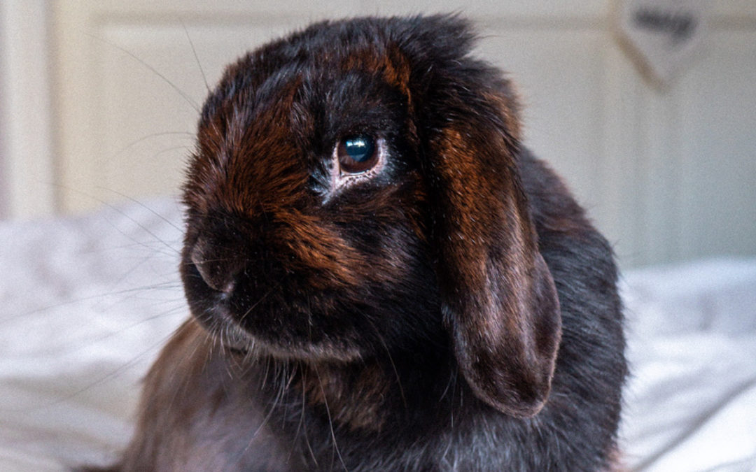 Cardbox box to forever home