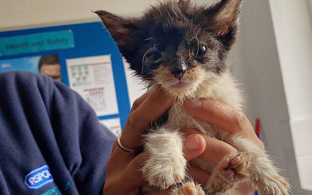 Local RSPCA re-opens!