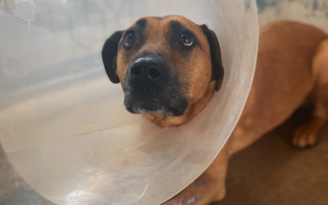 A sweet rescue for Sugar