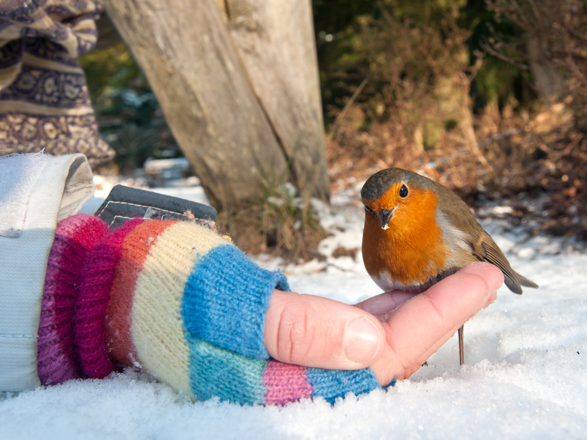 Robin And Hand. New Forest, UK.