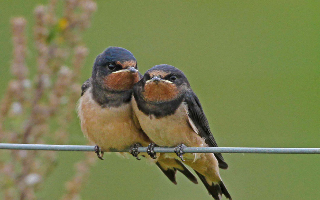 Summertime wildlife spectacles