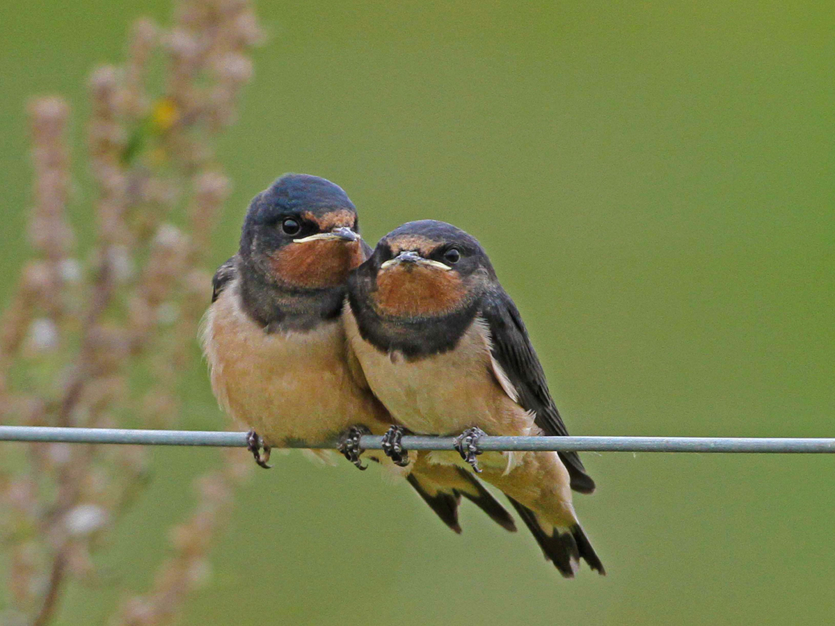 Swallows Notts WT cpt Margaret Holland – July 2019