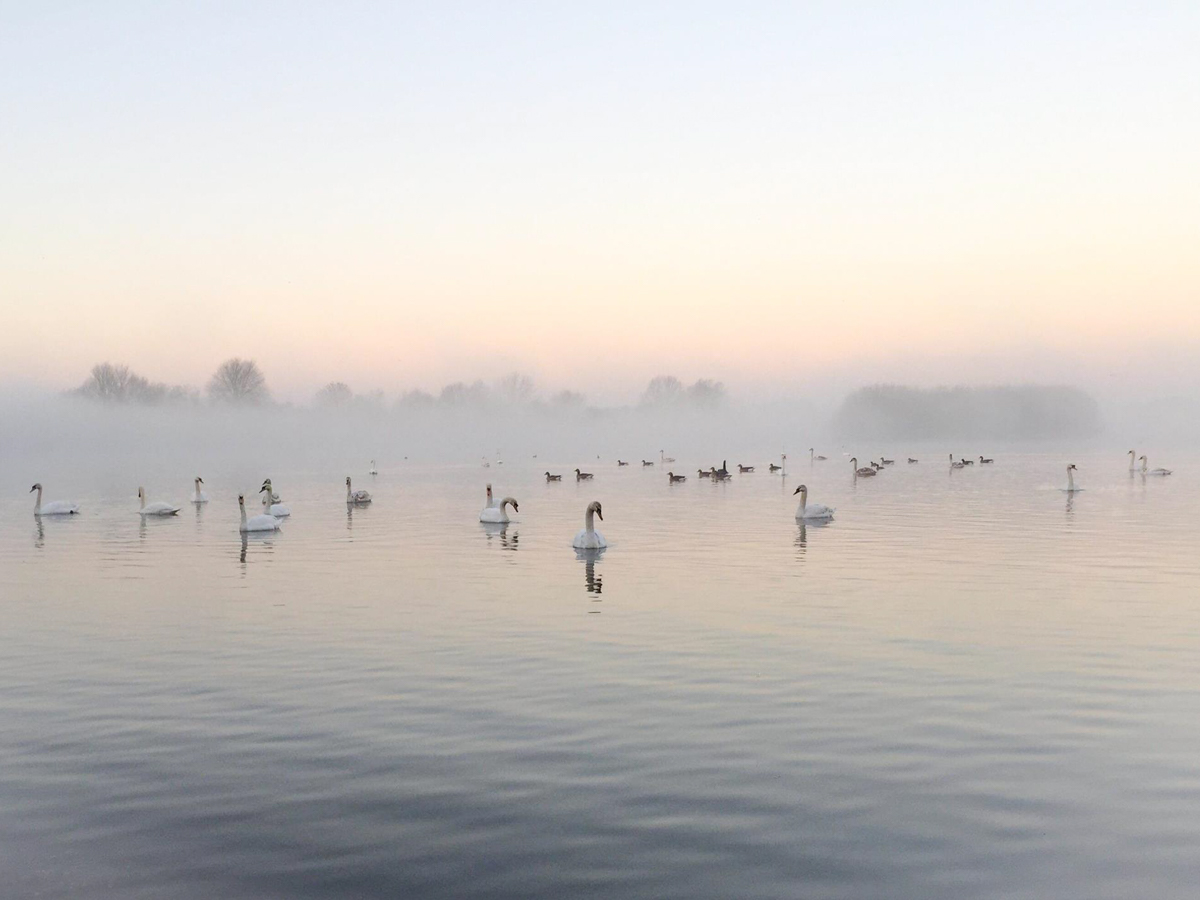 Swans on a misty winter morning notts WT cpt Kev Sewell – November 2020