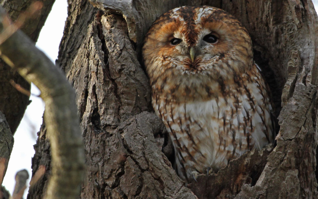 Birds of a feather flock together