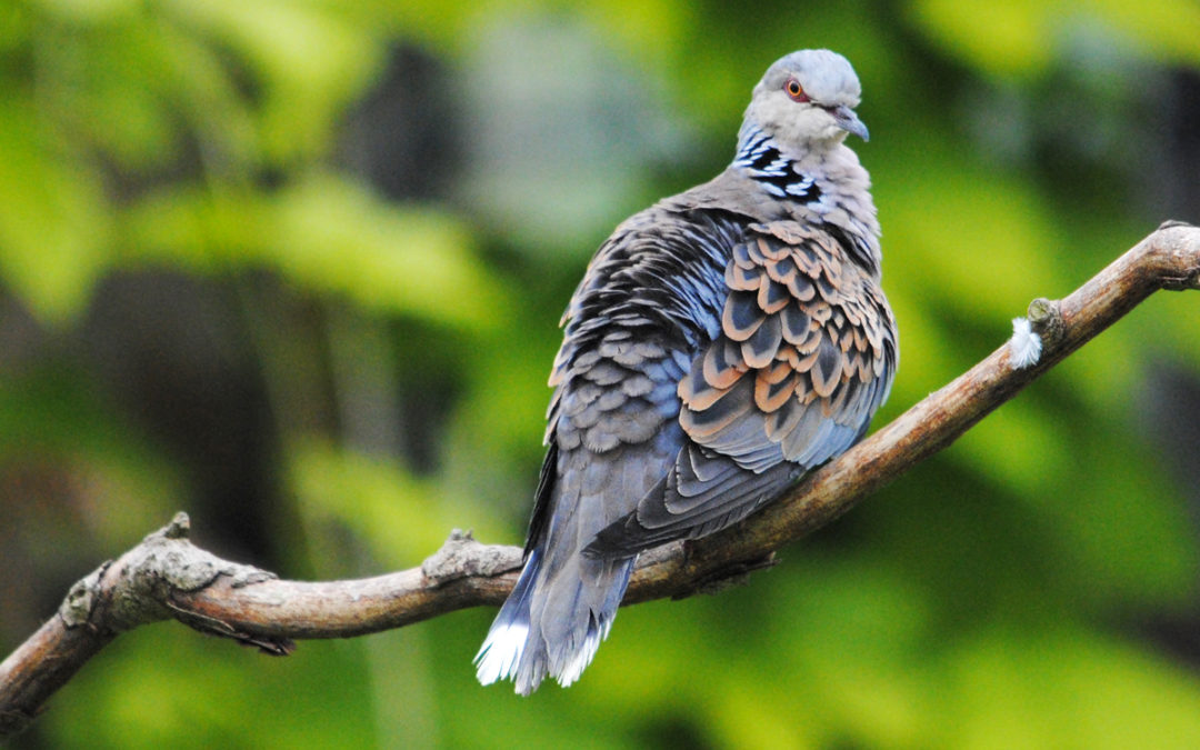 The ‘turr-turr’ turtle dove