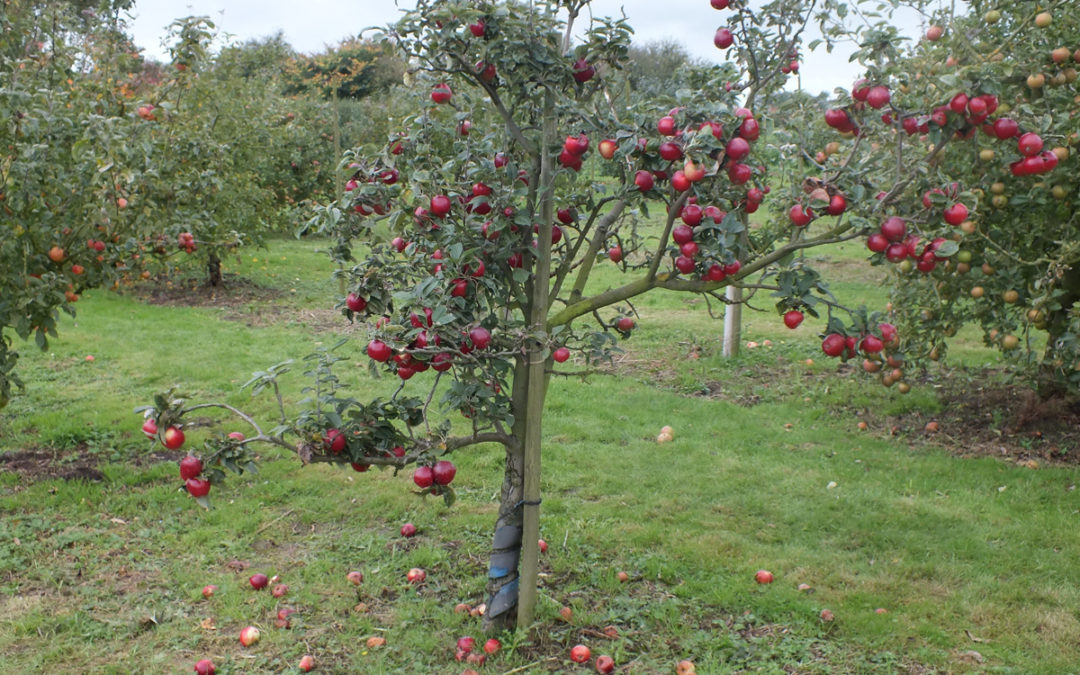 East Markham Apple Day