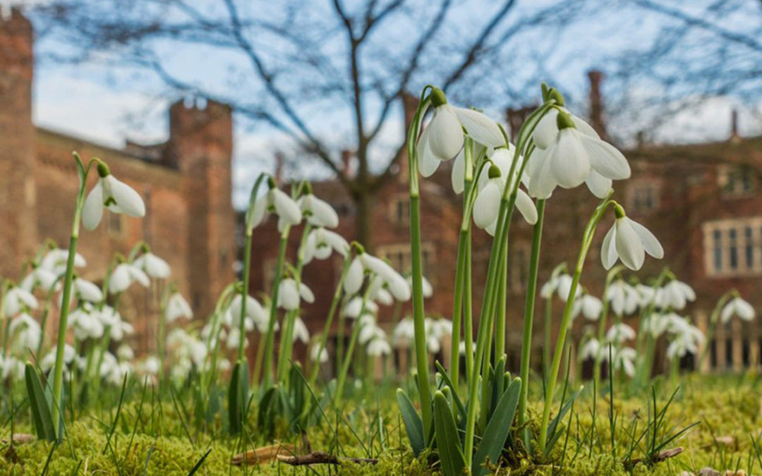 Snowdrops at Hodsock Priory 2020: take a little piece of Hodsock home with you!