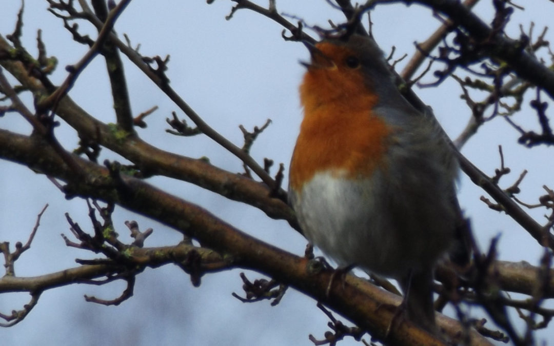 Birds in Kings’ Park