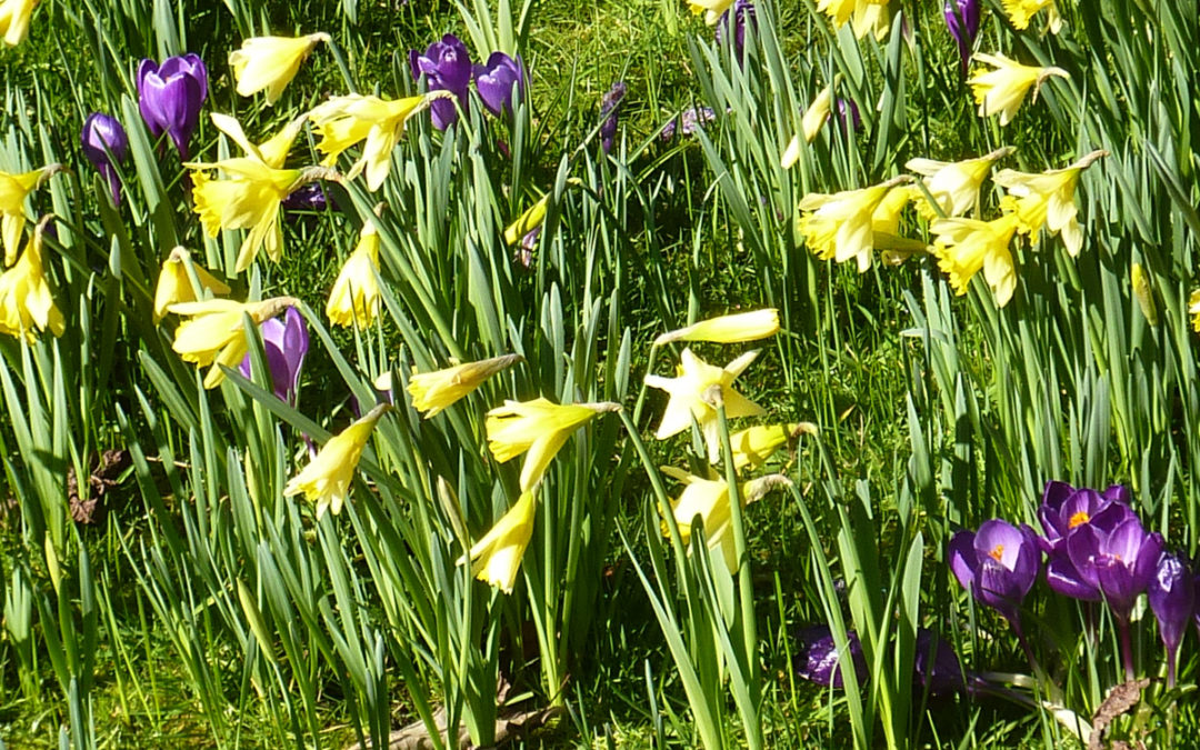 Exquisite spring garden open for NGS