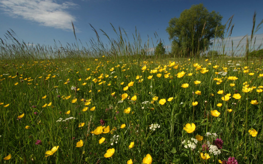 The magic of wildflowers