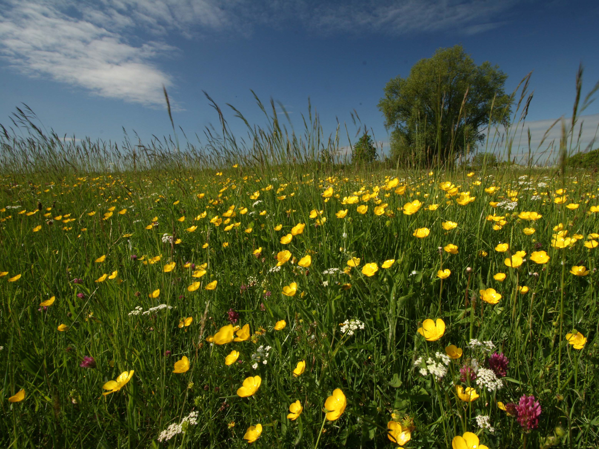 notts wildlife trust – June 2019