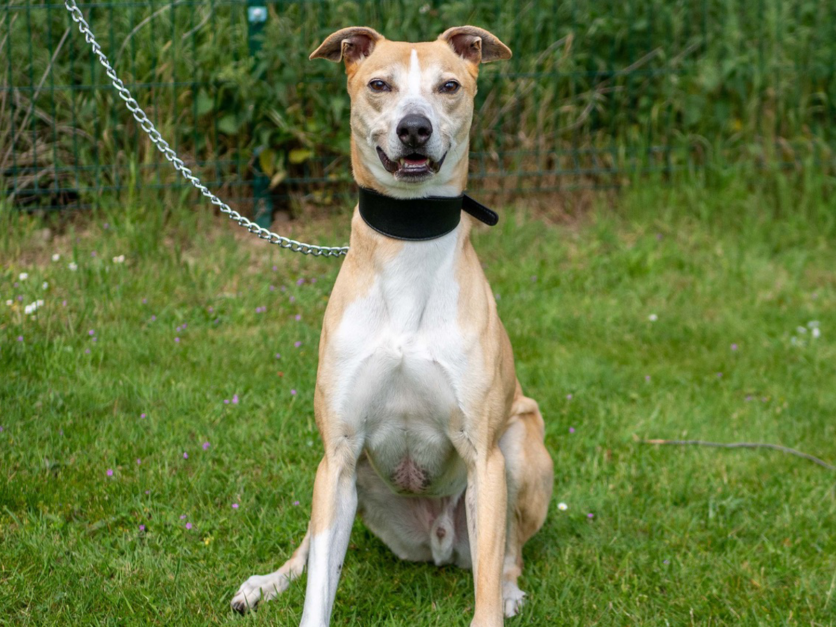 prince rspca – July 2019