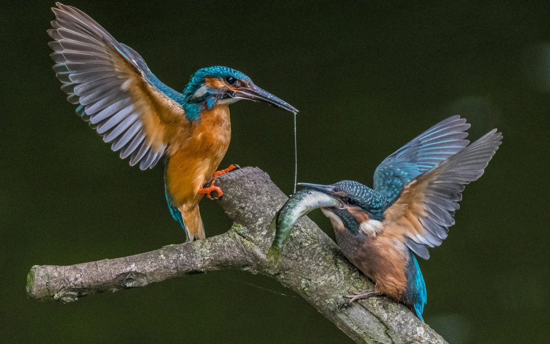 Retford and District Photographic Society