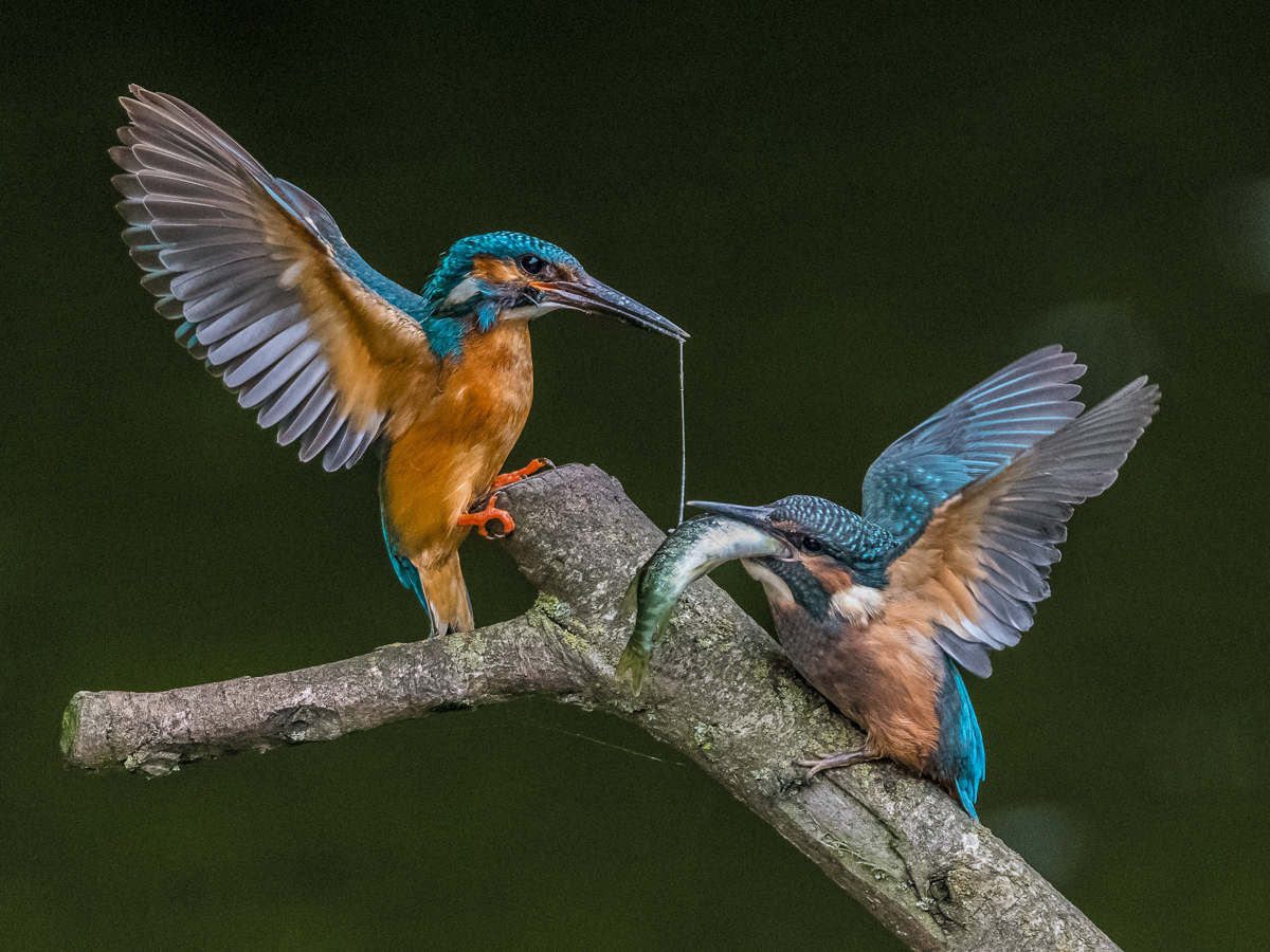 retfordanddistrictphotographic-May2018