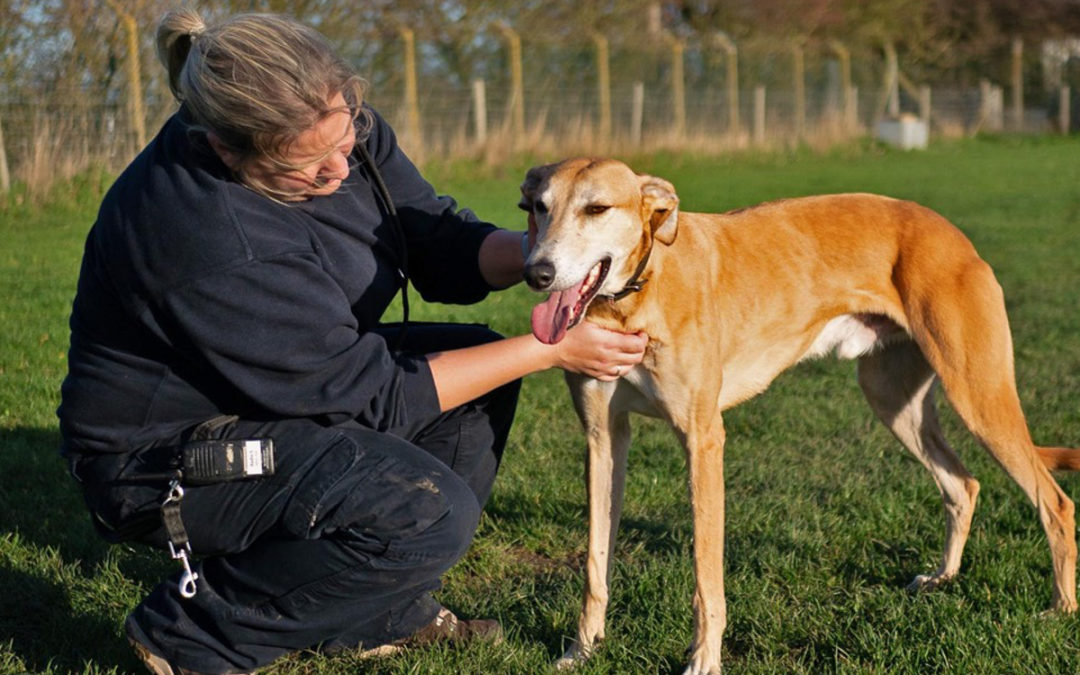 Local animals need you