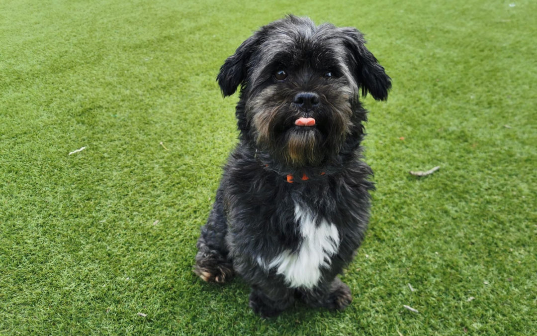 Critical operation for Milo