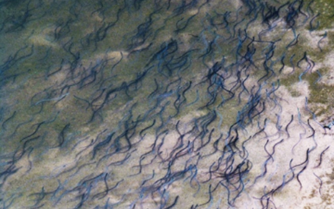 Partnership in the Trent gives the critically endangered European Eel hope for the future