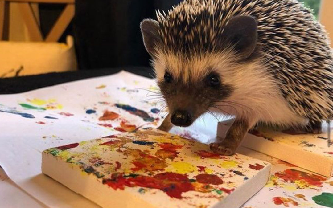 Charlie the pygmy hedgehog