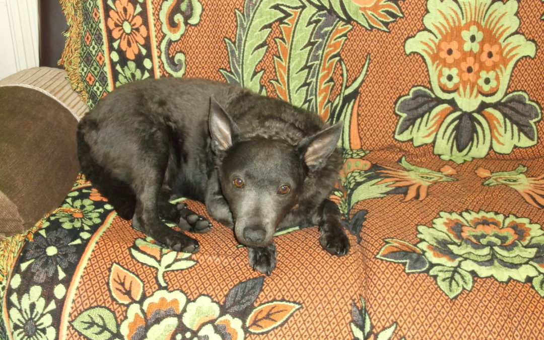 Gainsborough writer’s success