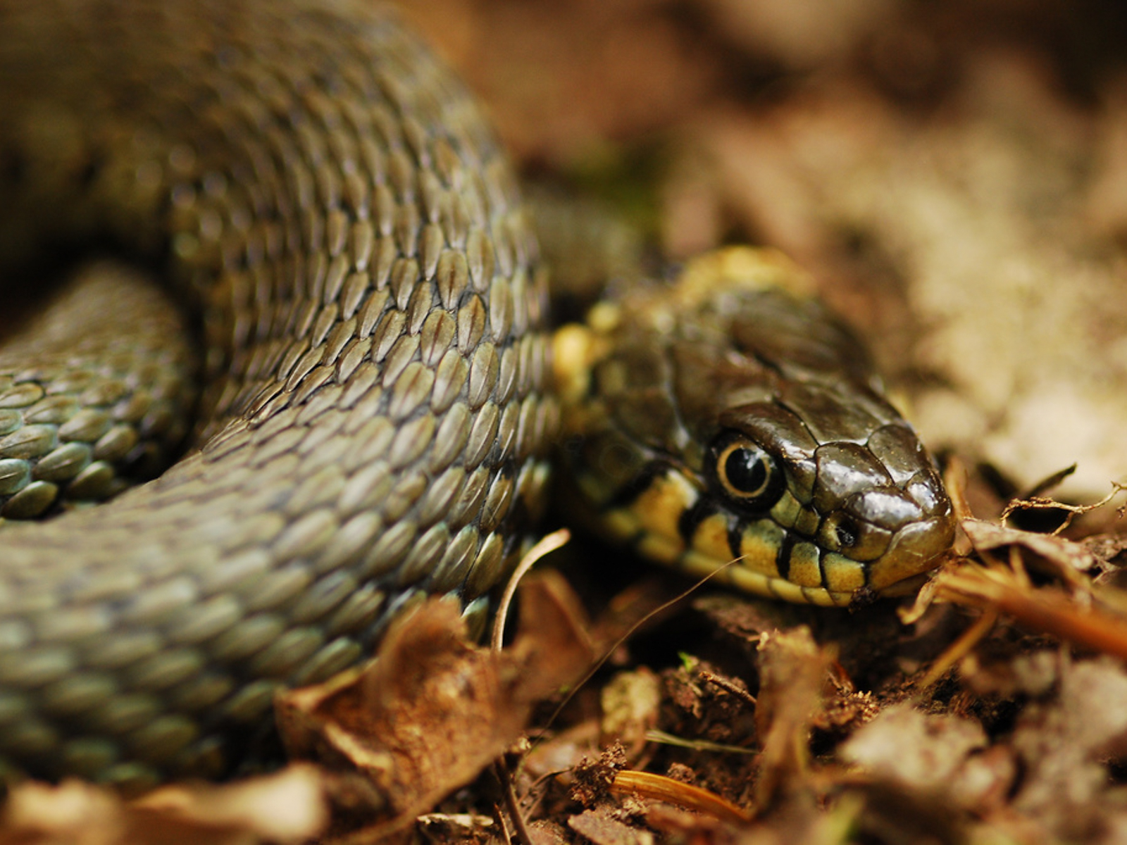 Grass-snake-NottsWT-cpt-Lorna-Griffiths-April-2021