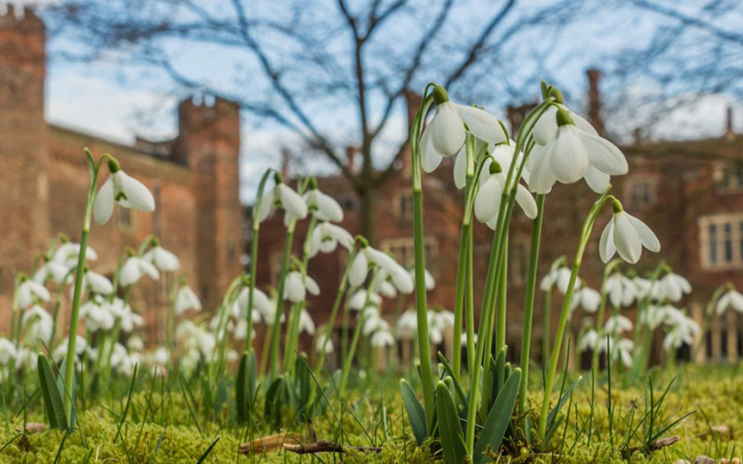 Simply Snowdrops at Hodsock