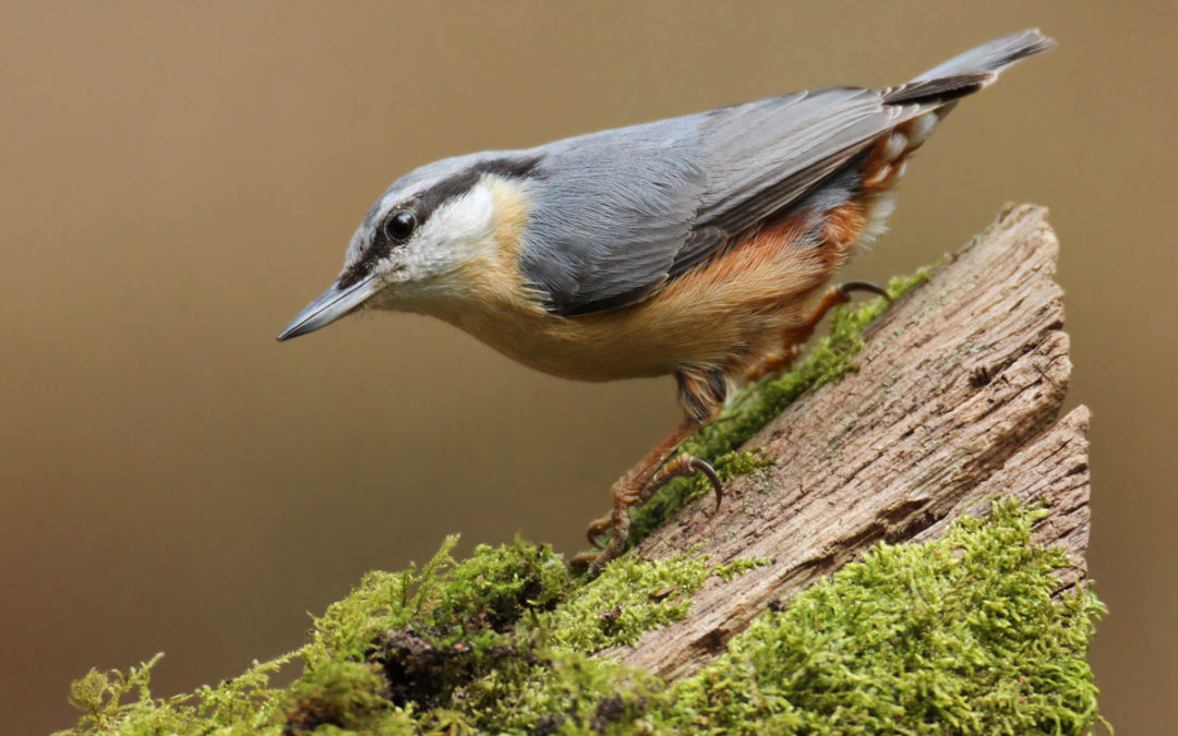 Savour the stirrings of spring