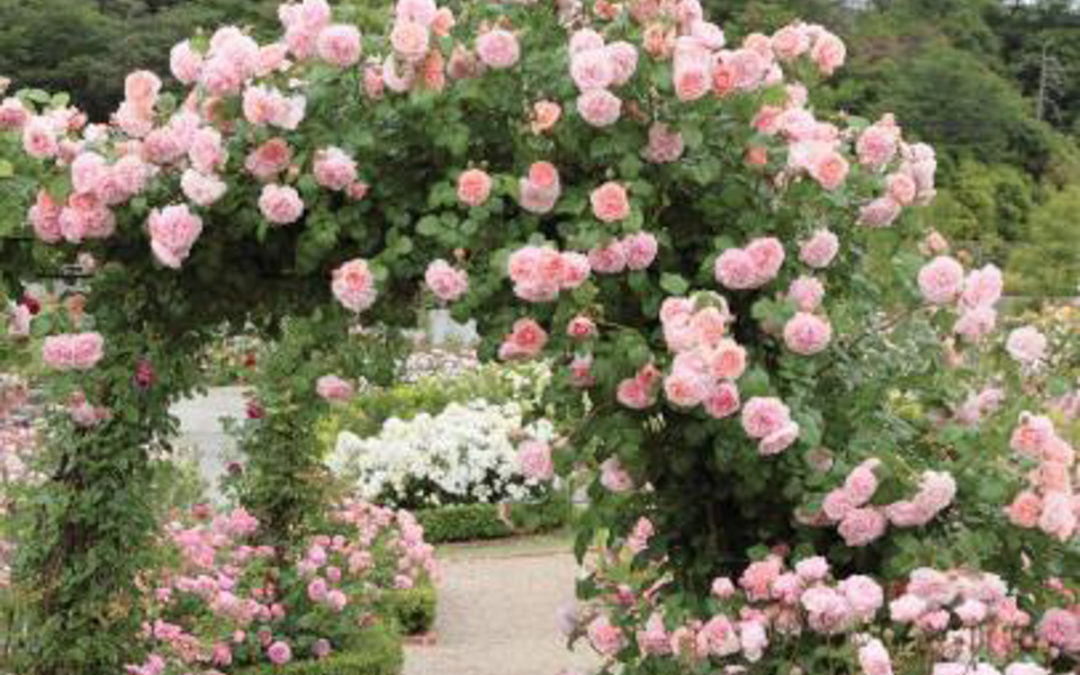 Everything’s coming up roses