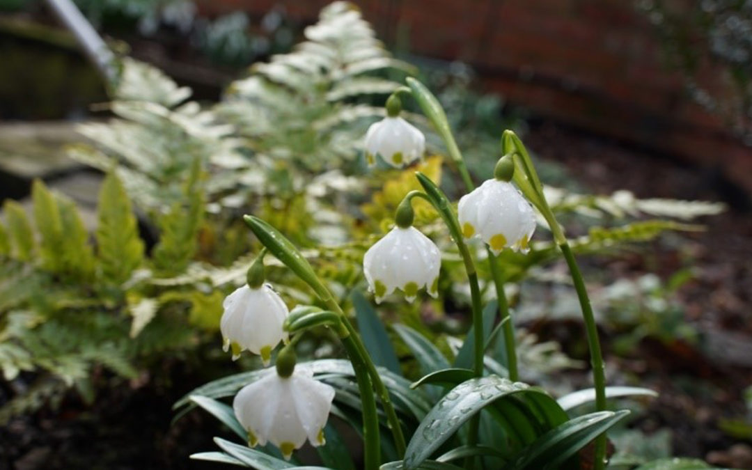 Snowdrop heaven