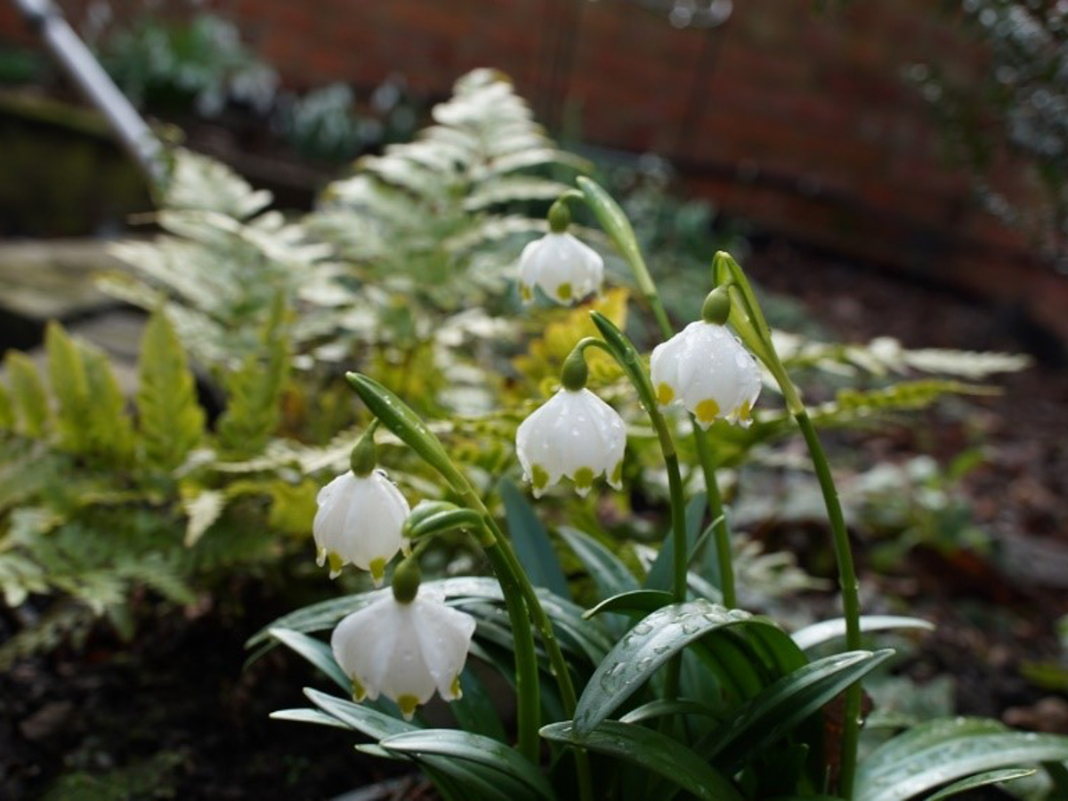 ngs-snowdrop-festival-February-2019
