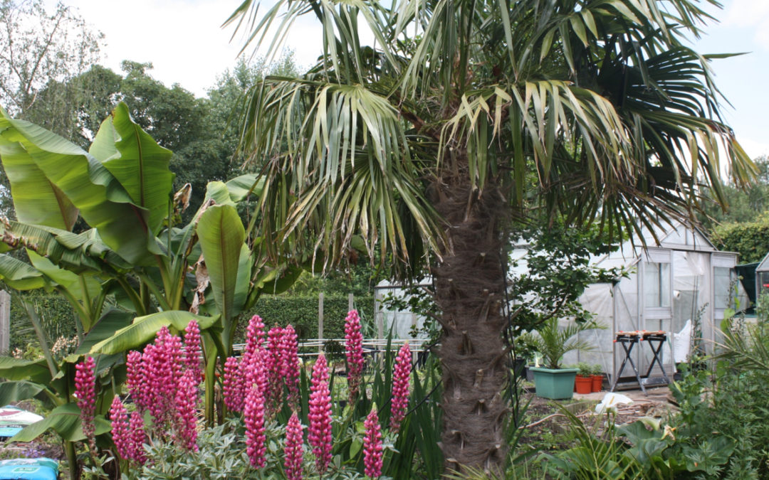 NGS Open Gardens in June