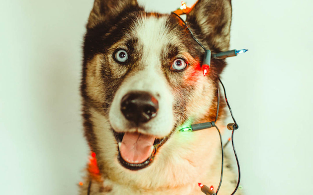 Feed a homeless pet this Christmas