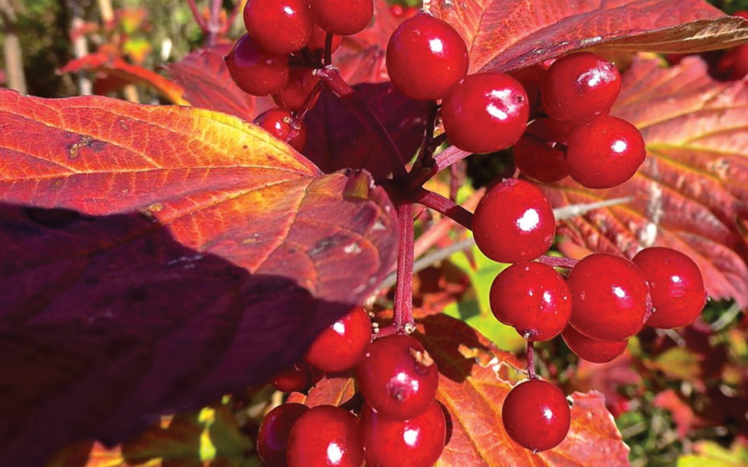 November could be delightful