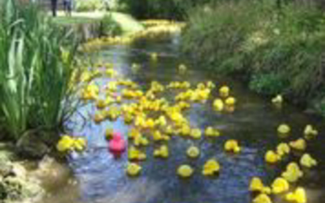 Duck race