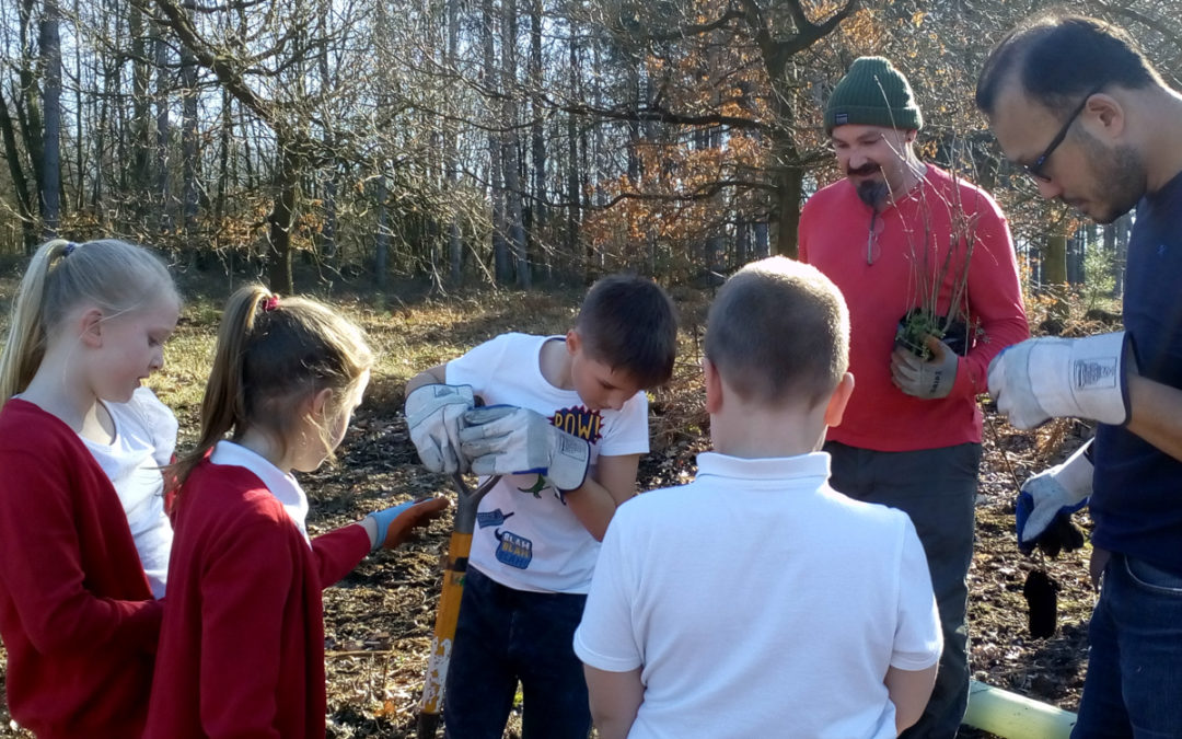 Tree planting in Sherwood Forest